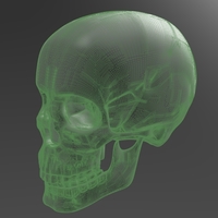 Human Skull model M3P1D1V1Skull - Thumbnail 11