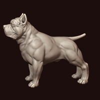 American Bully - Thumbnail 4