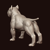 American Bully - Thumbnail 5