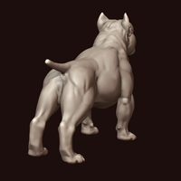 American Bully - Thumbnail 7