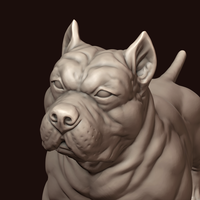American Bully - Thumbnail 15