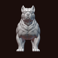 American Bully - Thumbnail 17