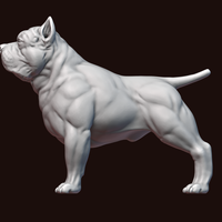 American Bully - Thumbnail 18
