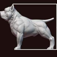 American Bully - Thumbnail 22