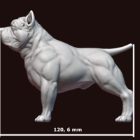American Bully - Thumbnail 23