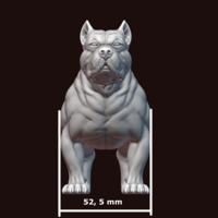 American Bully - Thumbnail 24