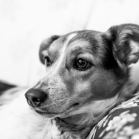 Tody's Litophane - Thumbnail 2