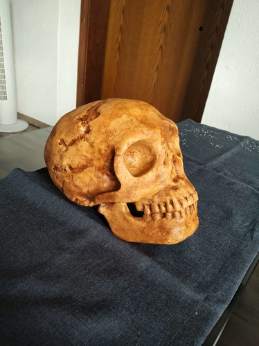 Neanderthaler Skull