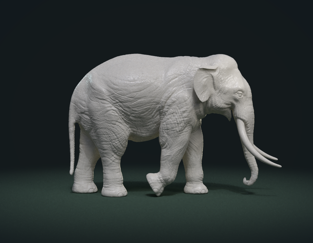Asian Elephant 3D Print 245480