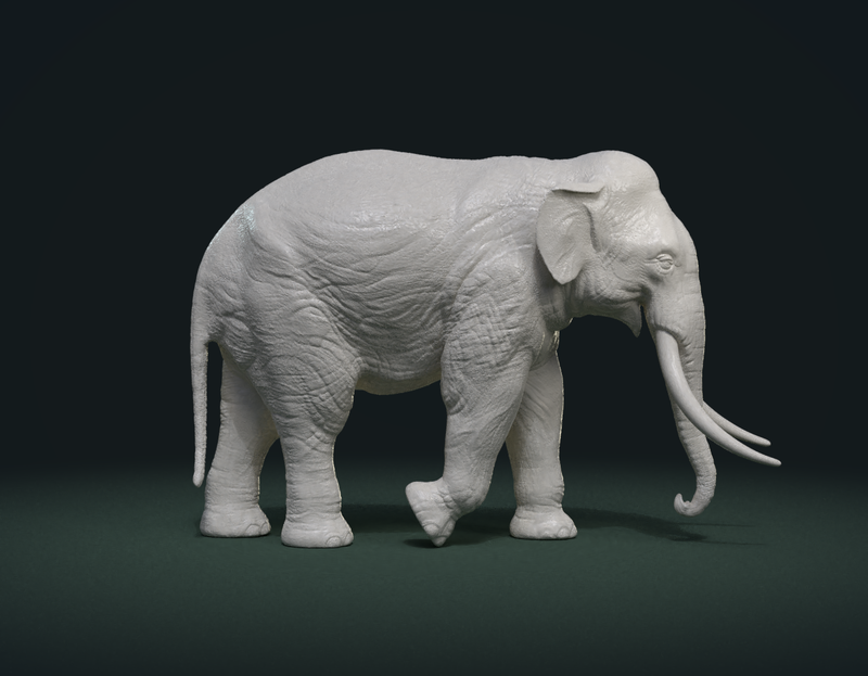 Asian Elephant