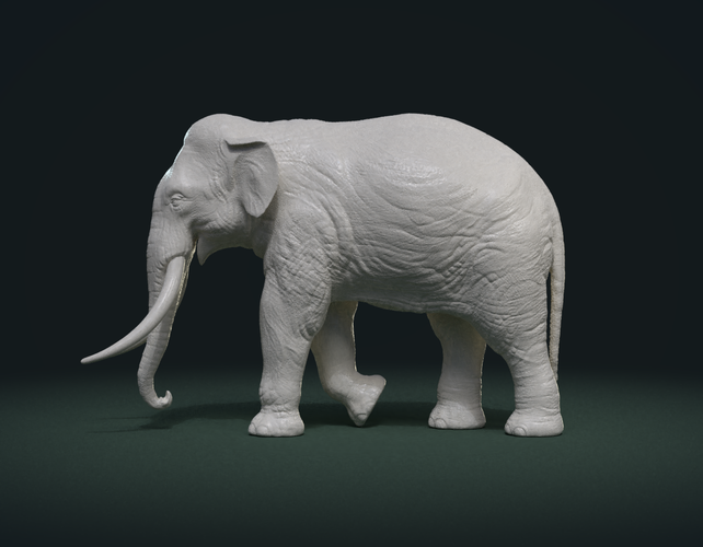 Asian Elephant 3D Print 245481