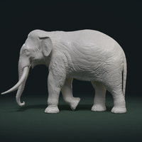 Asian Elephant - Thumbnail 2