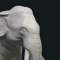 Asian Elephant - Thumbnail 4