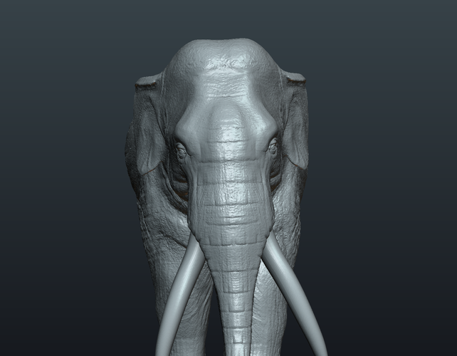 Asian Elephant 3D Print 245488
