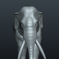 Asian Elephant - Thumbnail 9