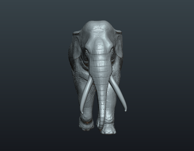 Asian Elephant 3D Print 245489