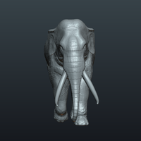 Asian Elephant - Thumbnail 10