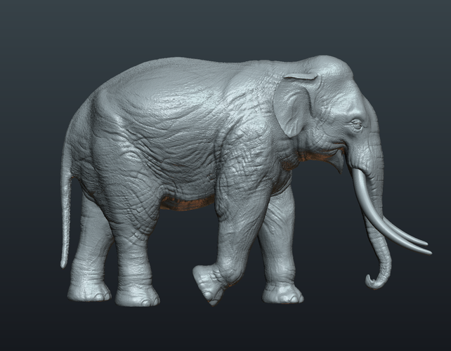 Asian Elephant 3D Print 245490