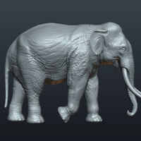 Asian Elephant - Thumbnail 11