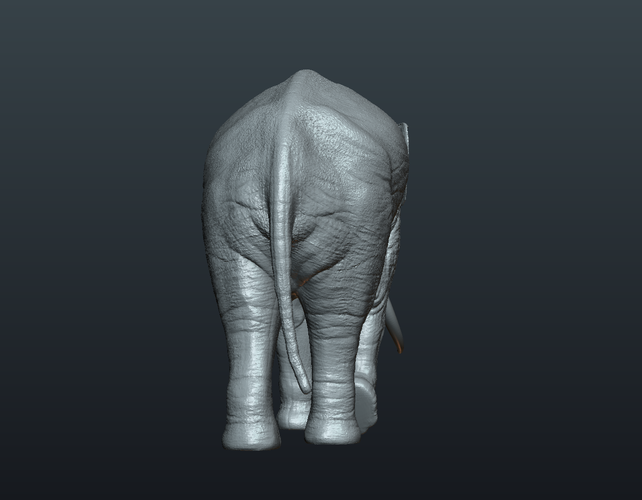 Asian Elephant 3D Print 245491