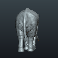 Asian Elephant - Thumbnail 12
