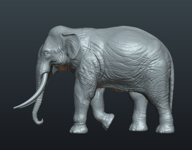 Asian Elephant 3D Print 245492