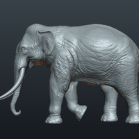 Asian Elephant - Thumbnail 13