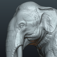 Asian Elephant - Thumbnail 14