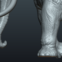 Asian Elephant - Thumbnail 15