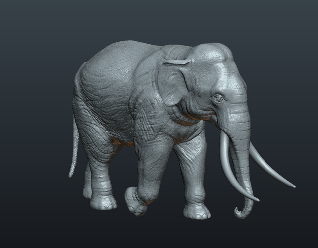 Asian Elephant 3D Print 245497
