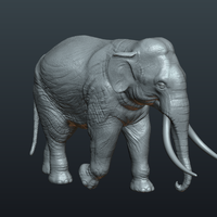 Asian Elephant - Thumbnail 18