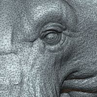 Asian Elephant - Thumbnail 20