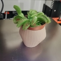 Small Dionaea Vase 3D Printing 245679