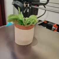 Dionaea Vase - Thumbnail 3