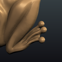 Frog - Thumbnail 12