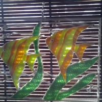 Two Fish - Thumbnail 2