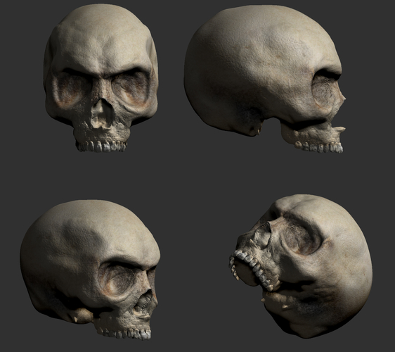 Skull 3D model 3D Print 248665