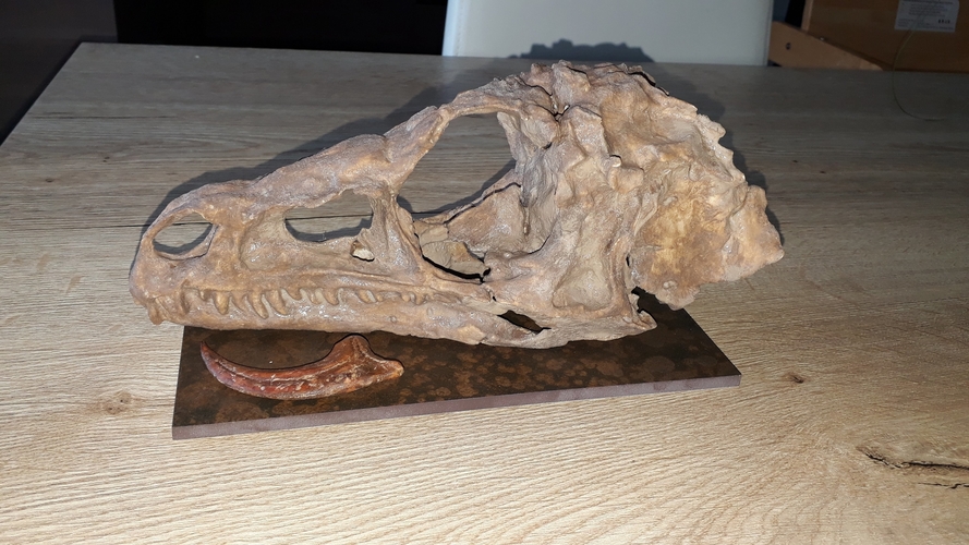 Dinosaur Eoraptor Skull