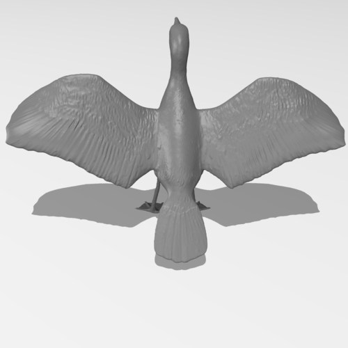 Great Cormorant 3D Print 249893