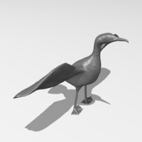 Great Cormorant - Thumbnail 7