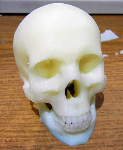 Skull 3D Print 25241