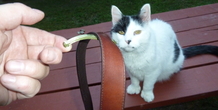 Image 254583