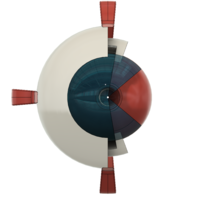The Eye Structure - Thumbnail 1