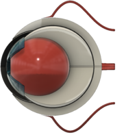 The Eye Structure - Thumbnail 2