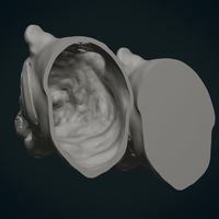 Tiger Head - Thumbnail 7