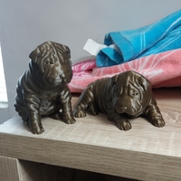 Shar Pei - Thumbnail 1