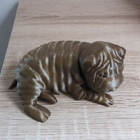 Shar Pei - Thumbnail 4
