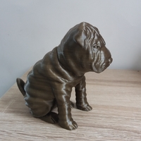 Shar Pei - Thumbnail 5