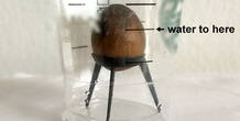 Image 258630