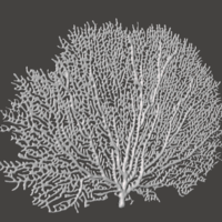 Seafan Coral - Thumbnail 3